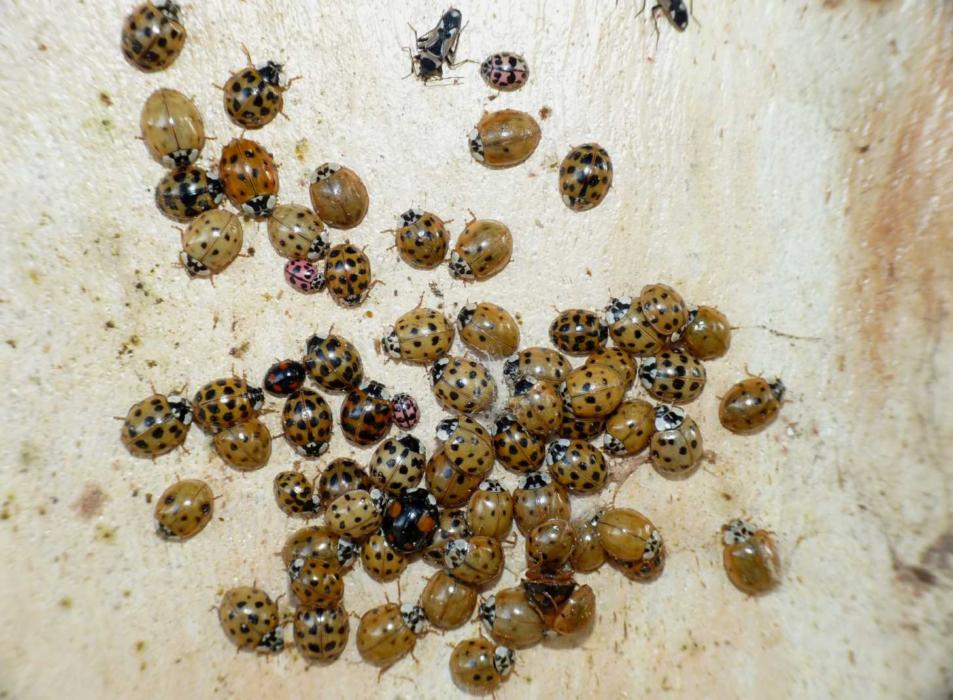 Coccinelle: Harmonia axyridis varie colorazioni (le pi grandi).